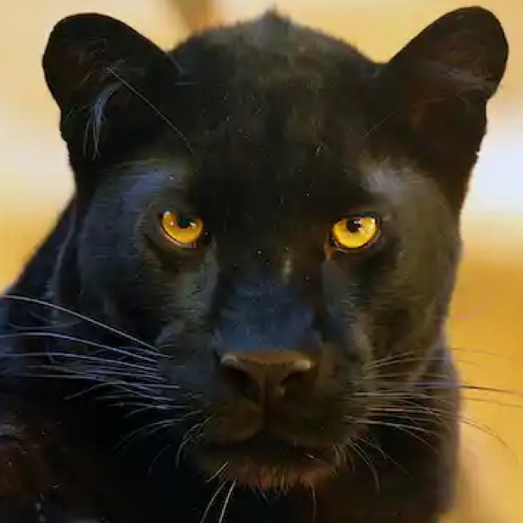 All Other - $3-$15 Dollar Start for Live Show Only